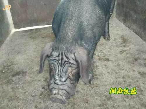 黑猪包装礼盒种母猪纯种母猪云南威信母猪龙事故